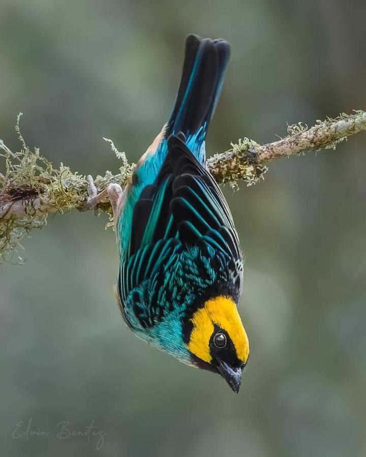 Bosque De Niebla Birding & Nature 칼리 외부 사진