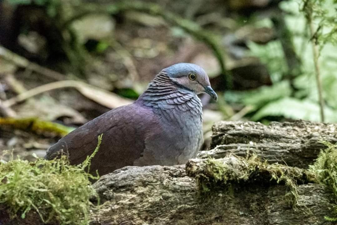 Bosque De Niebla Birding & Nature 칼리 외부 사진