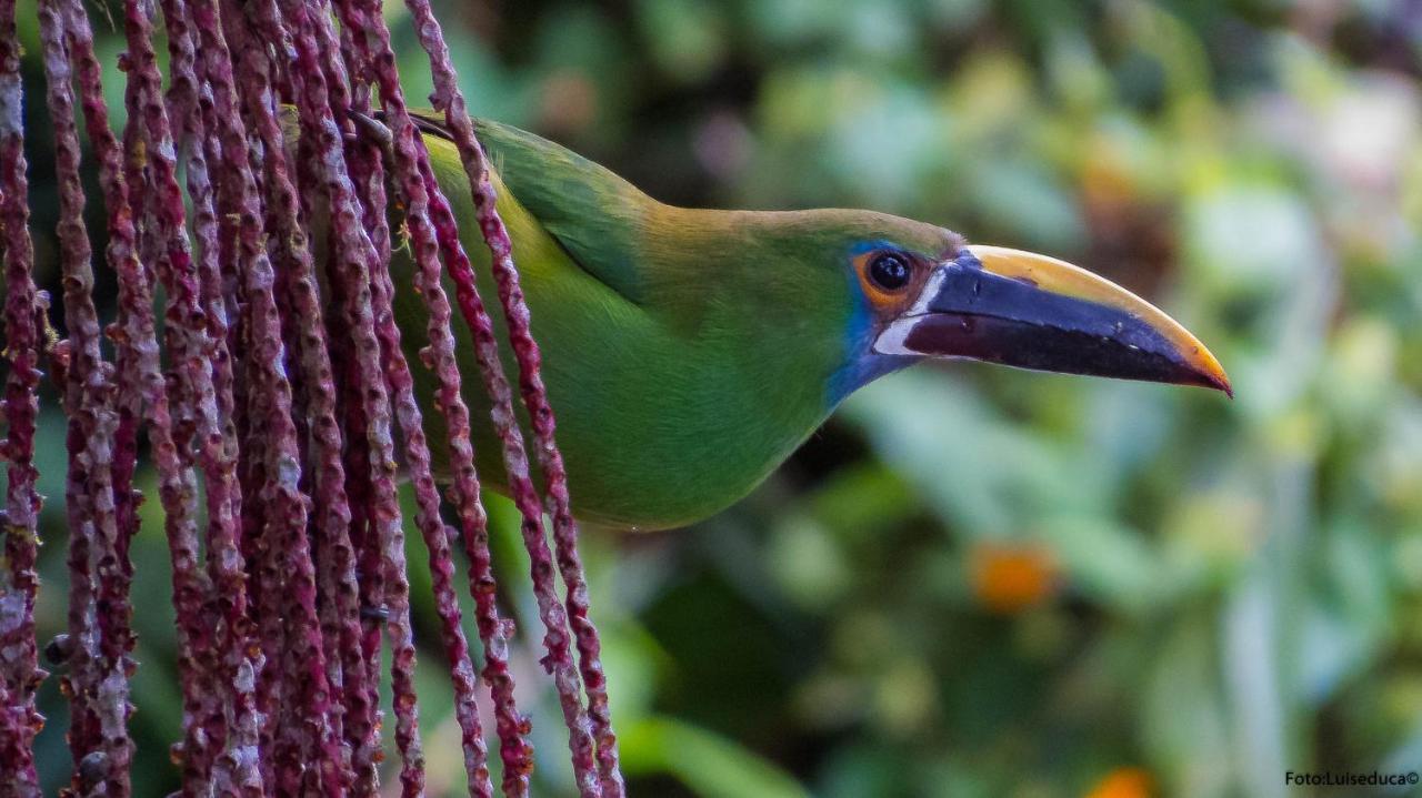 Bosque De Niebla Birding & Nature 칼리 외부 사진