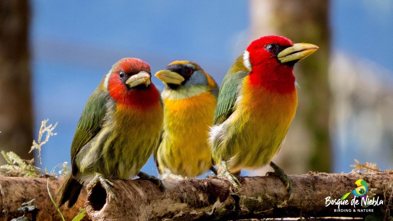 Bosque De Niebla Birding & Nature 칼리 외부 사진