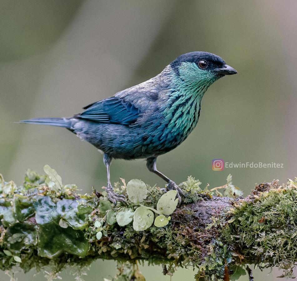 Bosque De Niebla Birding & Nature 칼리 외부 사진