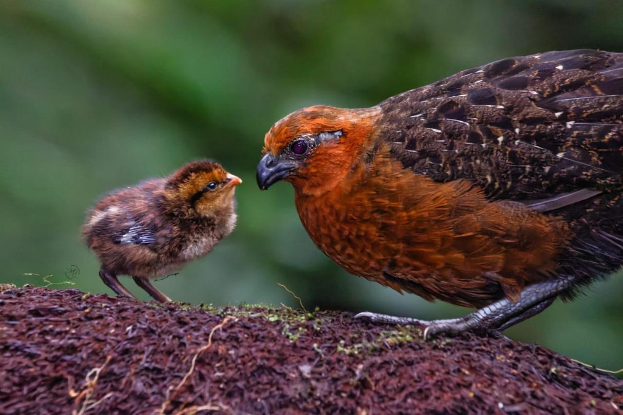 Bosque De Niebla Birding & Nature 칼리 외부 사진
