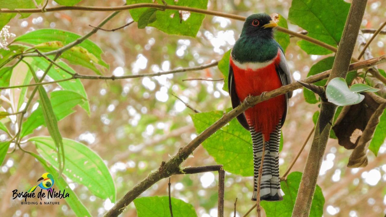 Bosque De Niebla Birding & Nature 칼리 외부 사진