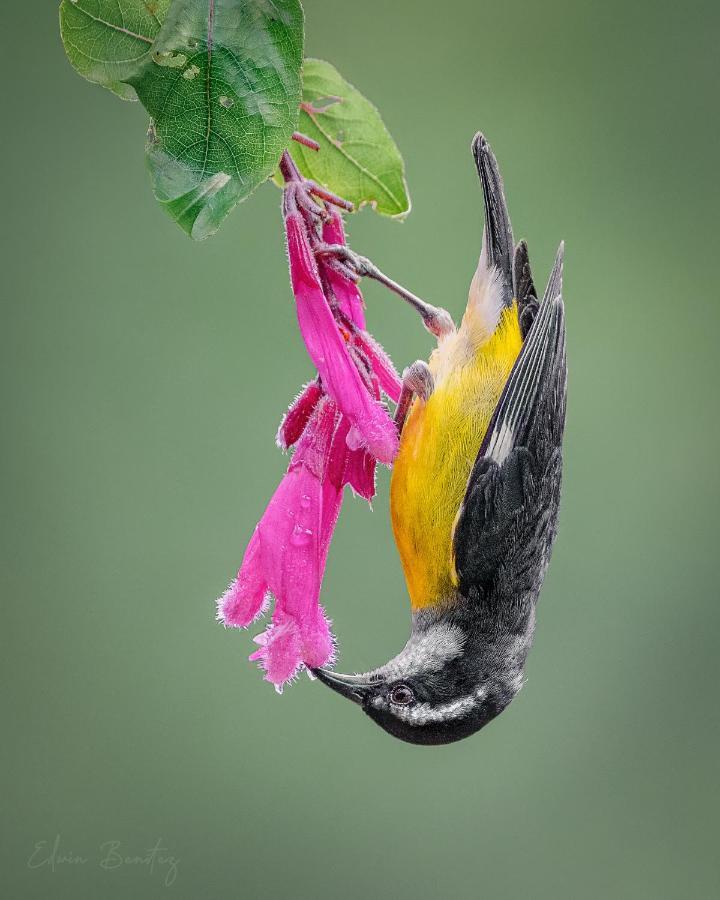 Bosque De Niebla Birding & Nature 칼리 외부 사진