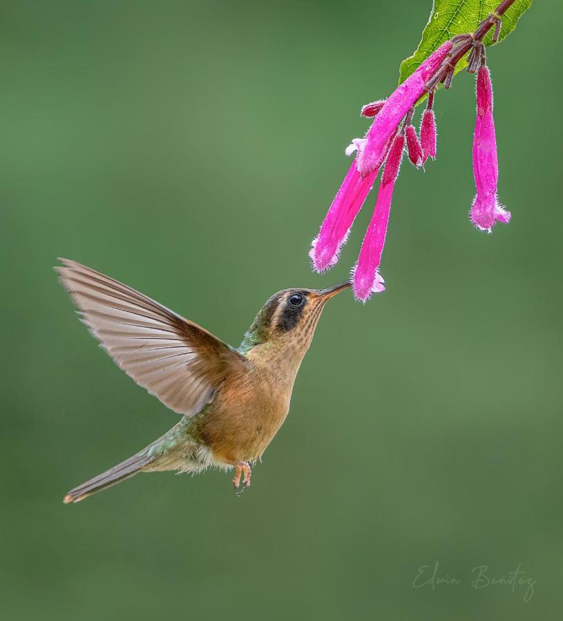 Bosque De Niebla Birding & Nature 칼리 외부 사진